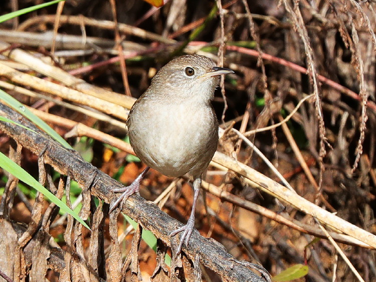 House Wren
