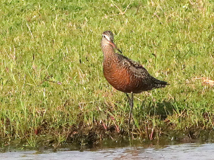 Hudsonian Godwit