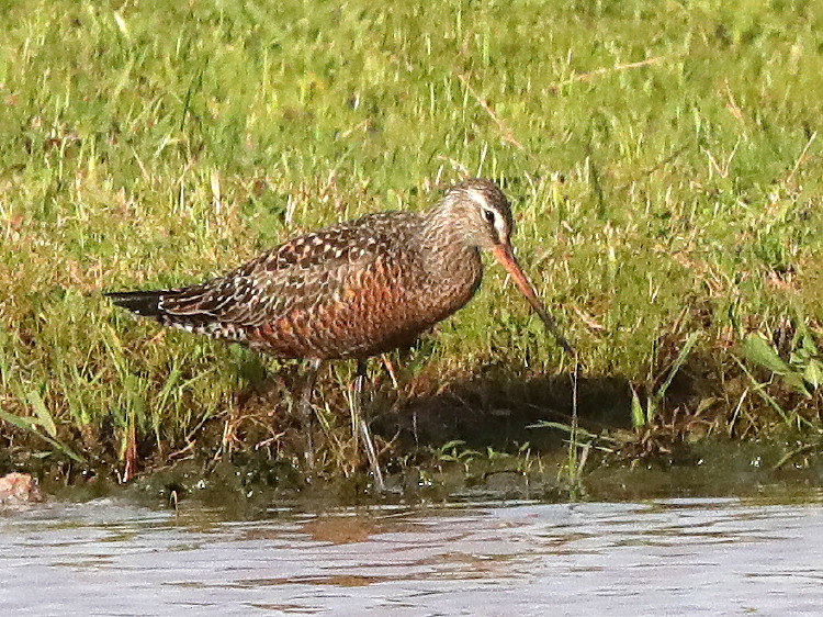 Hudsonian Godwit