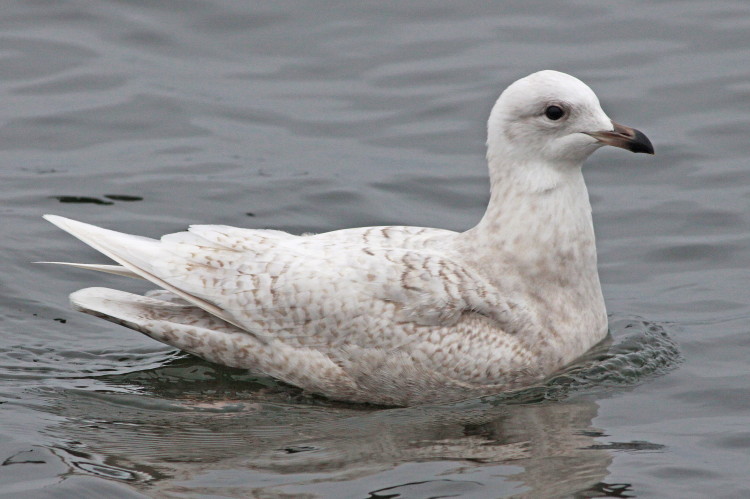 Iceland Gull