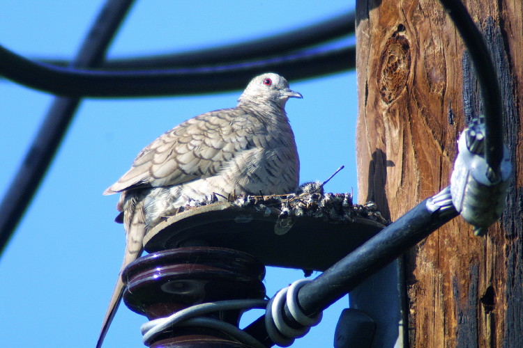 Inca Dove