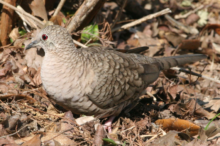 Inca Dove