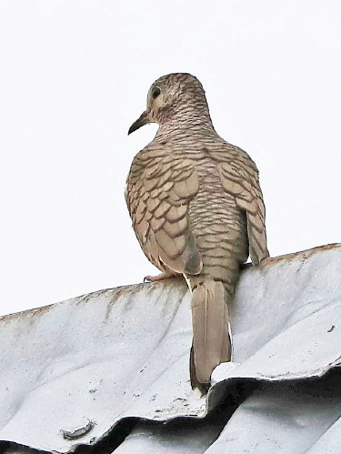 Inca Dove