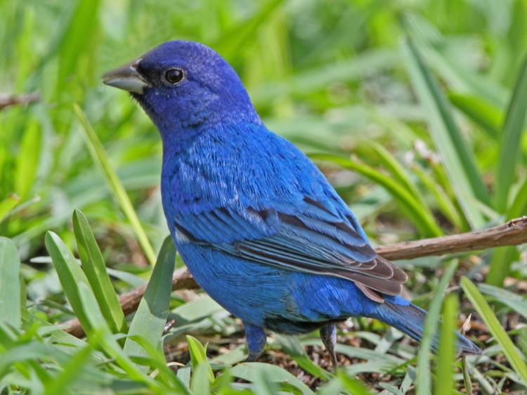 Indigo Bunting