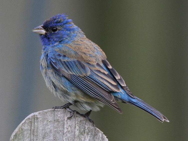 Indigo Bunting