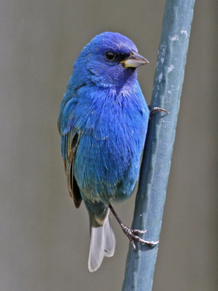 Indigo Bunting