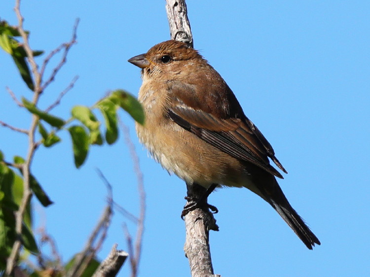 Indigo Bunting