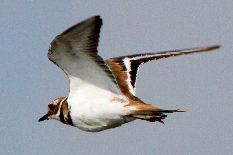 Killdeer