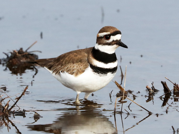 Killdeer