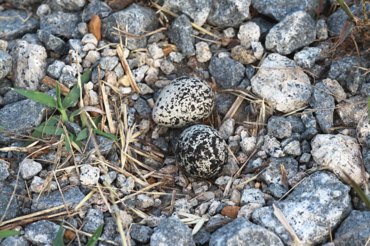 Killdeer