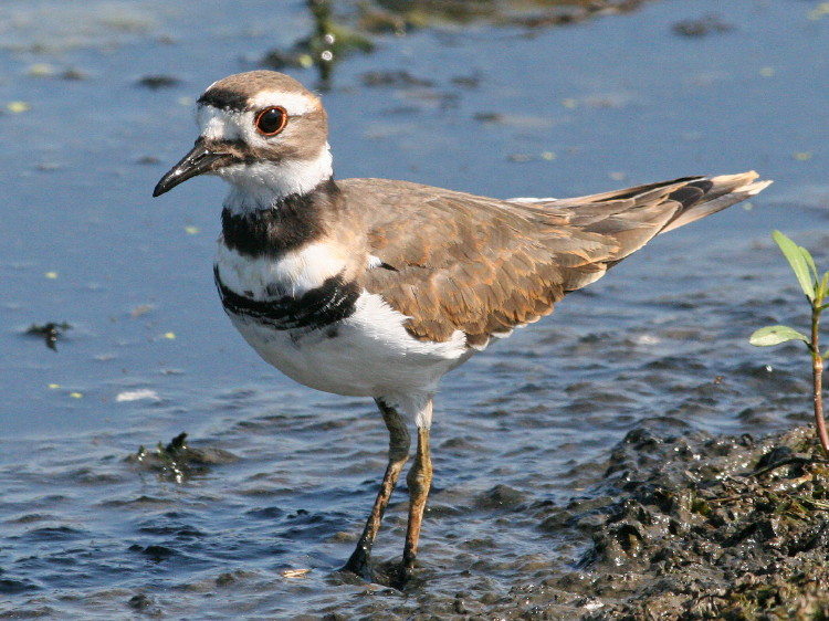 Killdeer