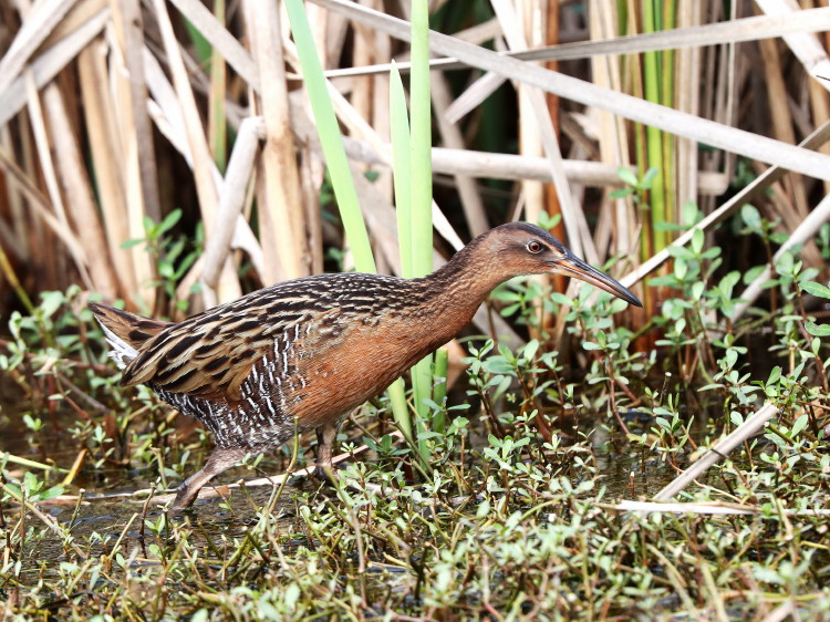 King Rail
