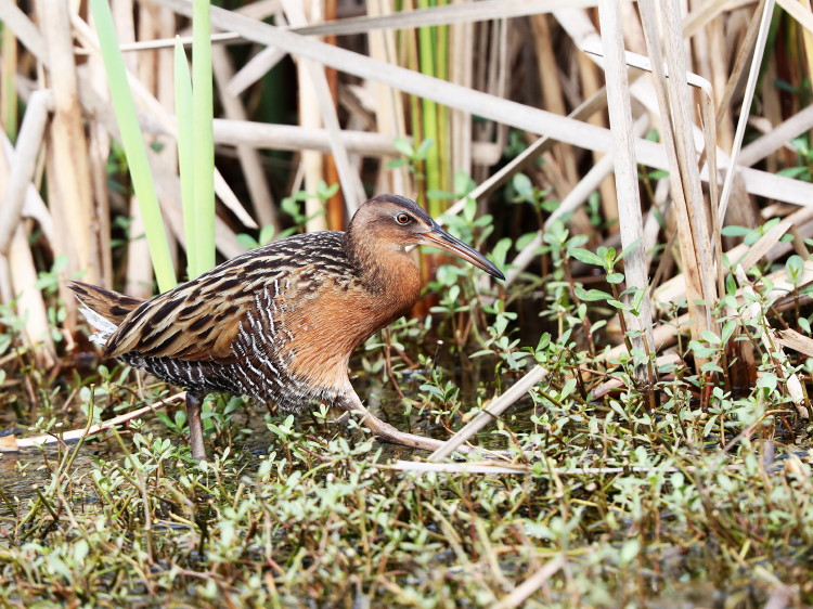 King Rail