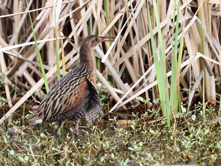 King Rail