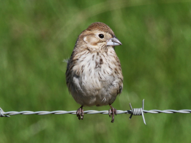 Lark Bunting
