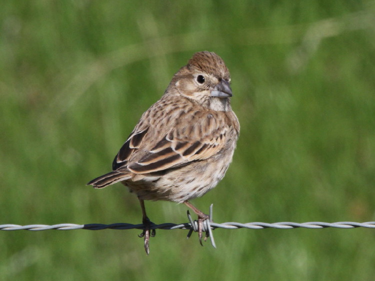 Lark Bunting