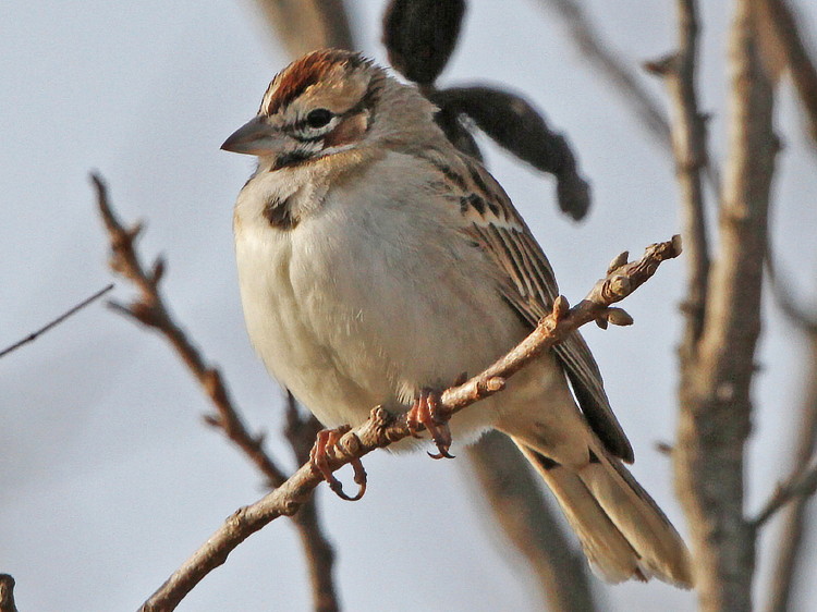 Lark Sparrow