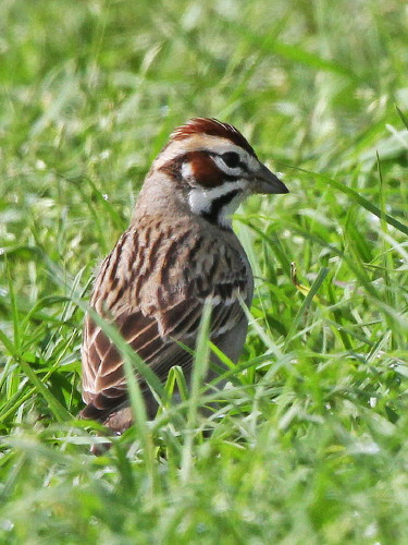 Lark Sparrow