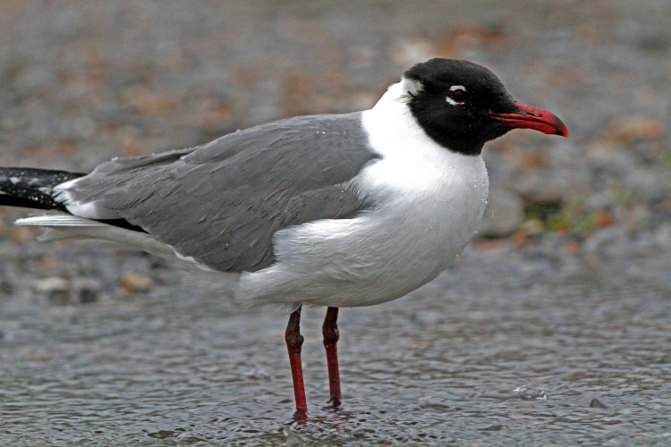 Laughing Gull