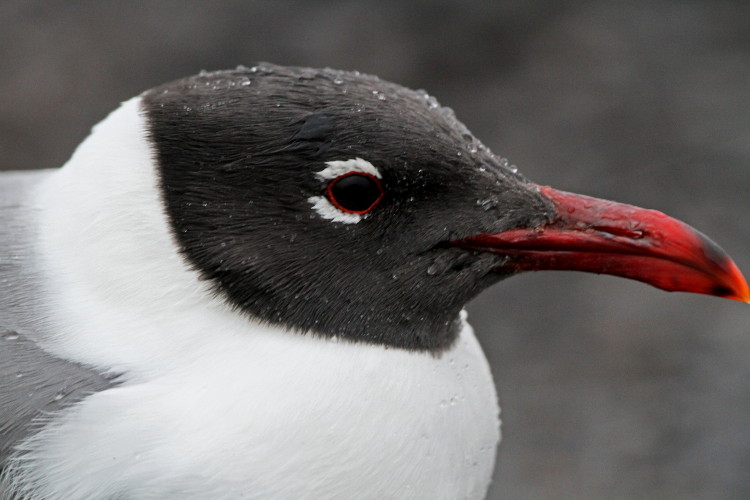 Laughing Gull