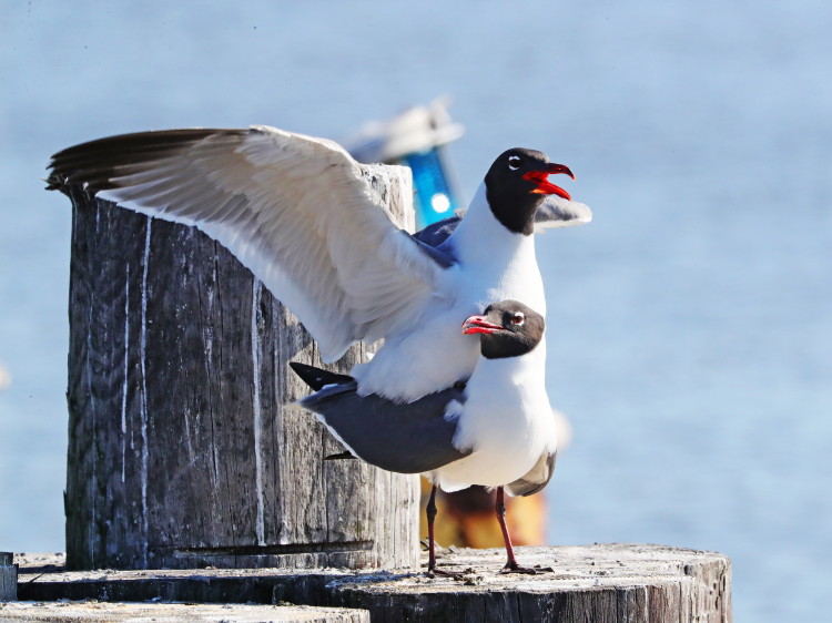 Laughing Gull