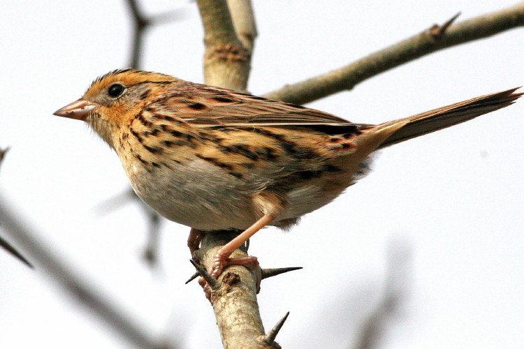 Le Conte's Sparrow