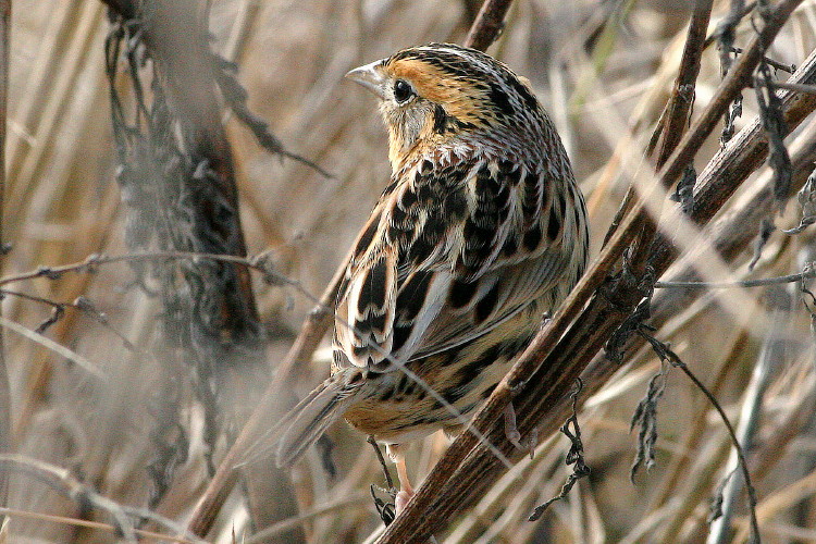 Le Conte's Sparrow