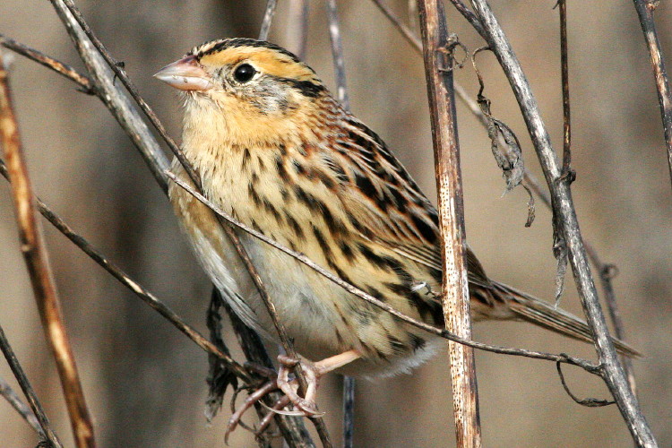 Le Conte's Sparrow