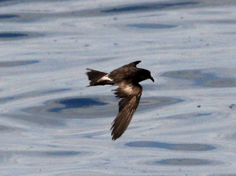 Leach's Storm Petrel
