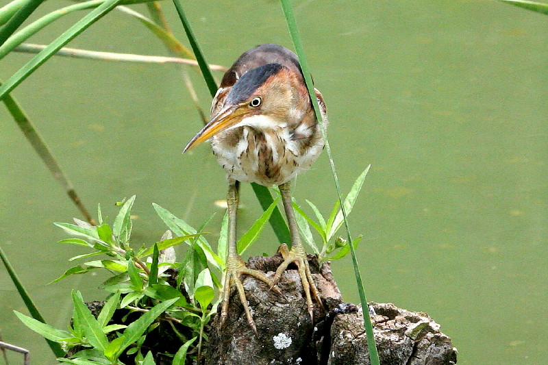 Least Bittern