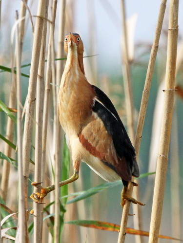 Least Bittern