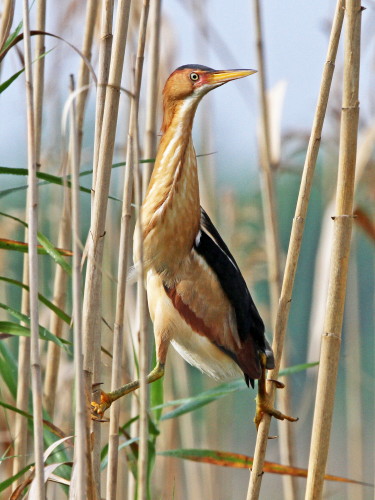 Least Bittern
