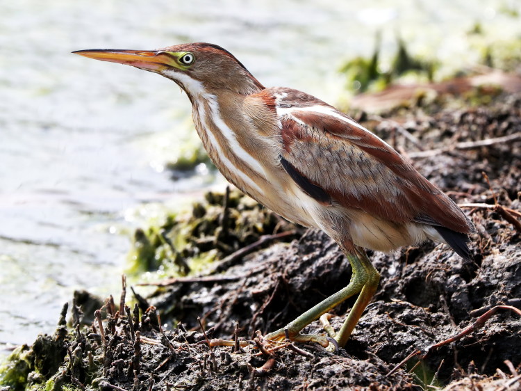 Least Bittern