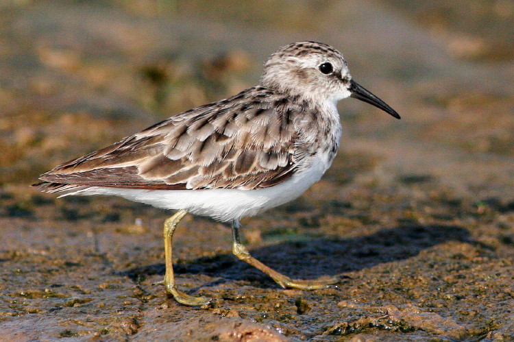 Least Sandpiper