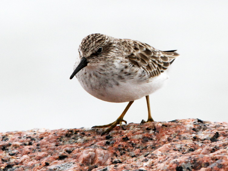 Least Sandpiper