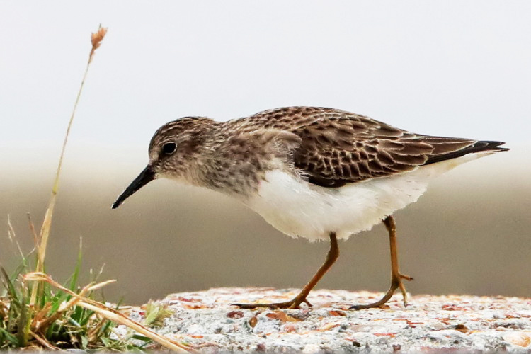 Least Sandpiper