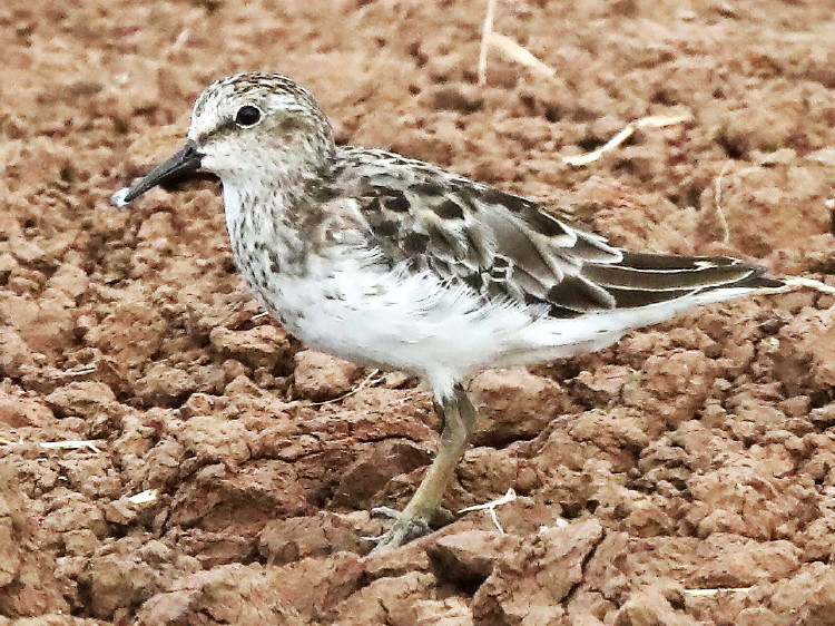 Least Sandpiper