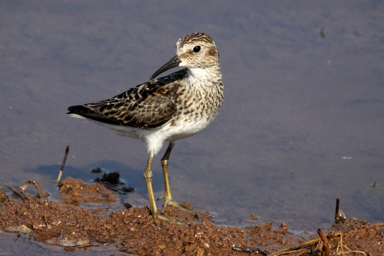 Least Sandpiper