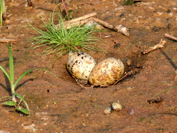 Least Tern Eggs