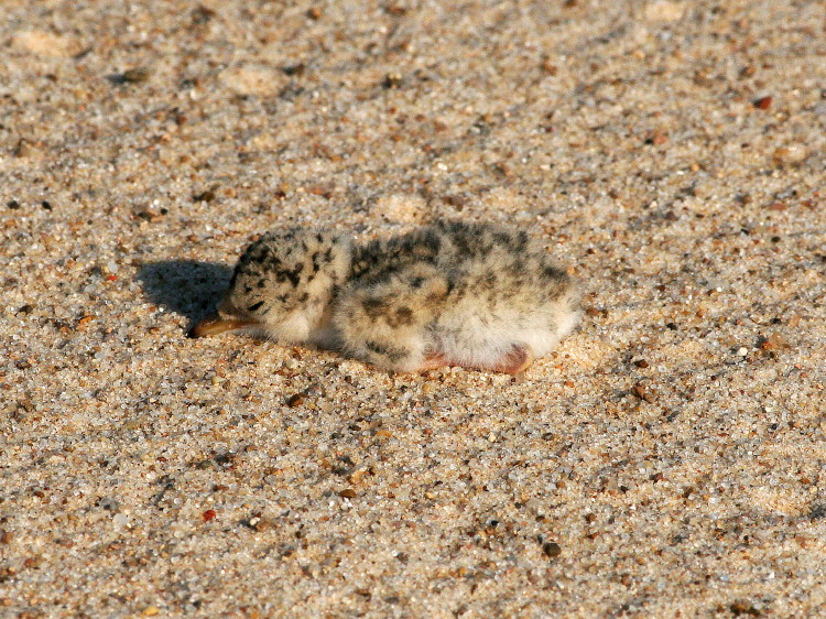 Least Tern Chick