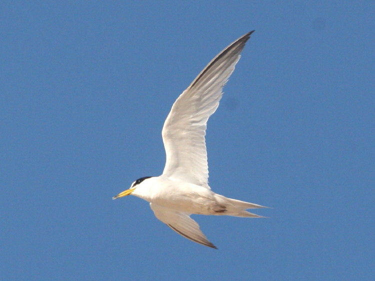 Least Tern