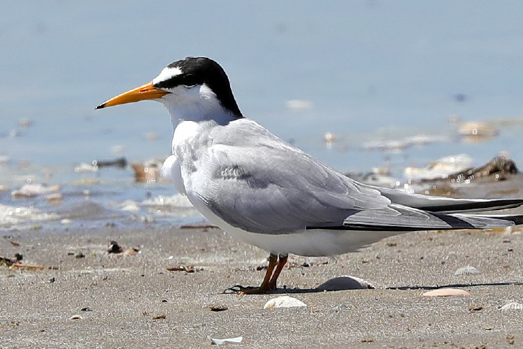 Least Tern
