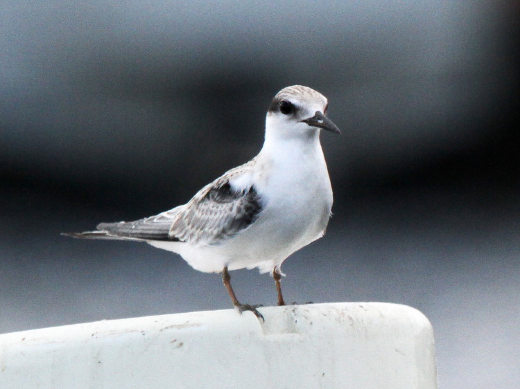 Least Tern Juvenile