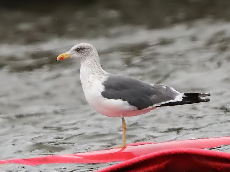 Lesser Black-backed Gull