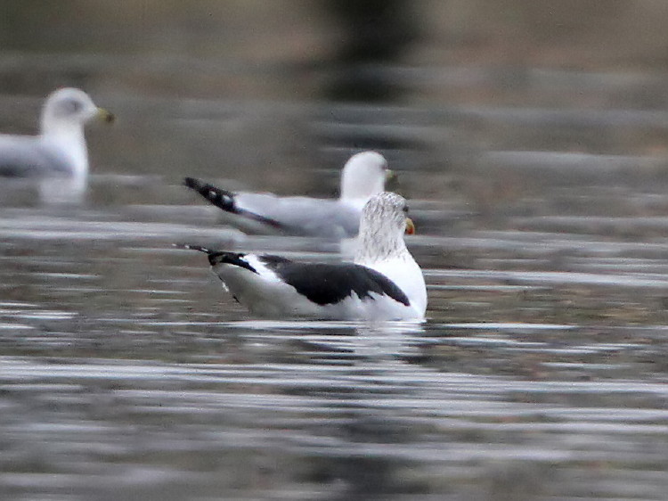 Lesser Black-backed Gull
