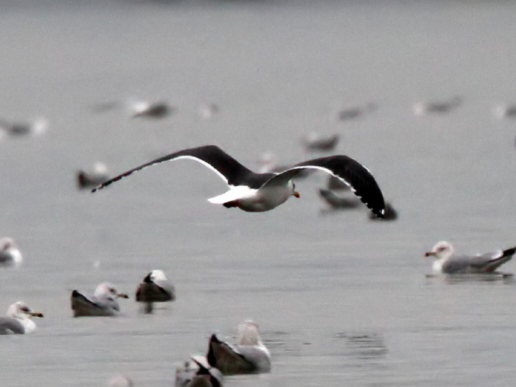 Lesser Black-backed Gull
