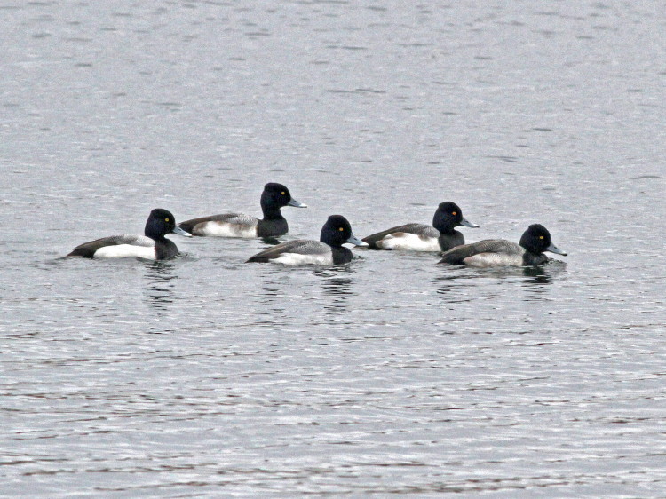 Lesser Scaup