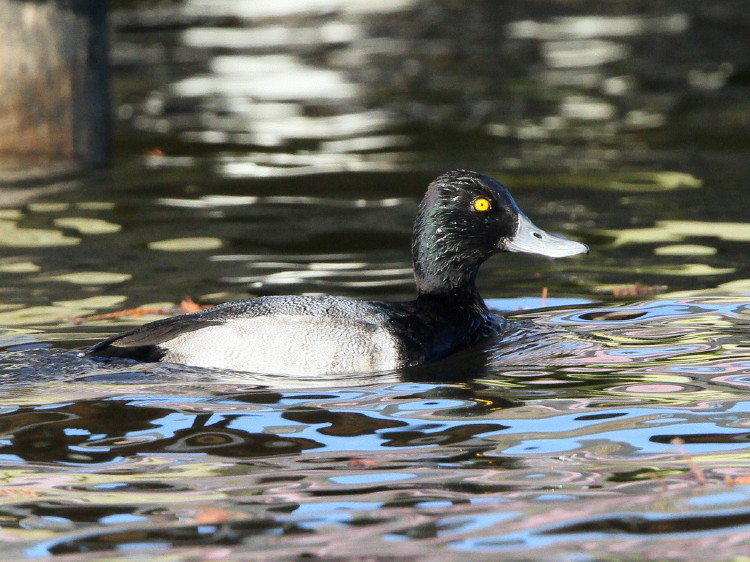 Lessser Scaup