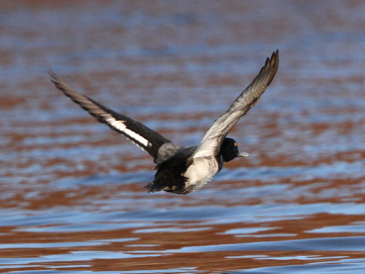 Lessser Scaup