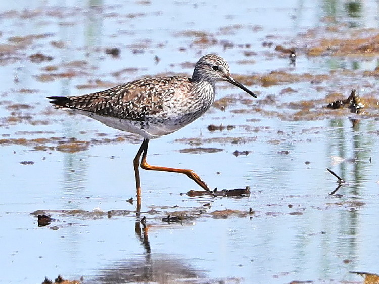 &nbsp;Lesser Yellowlegs
